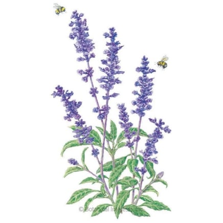 Μπλε νίκη Σπόρους Salvia