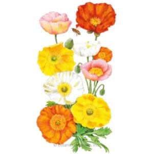 Nudicaule Blend Iceland Poppy Seeds