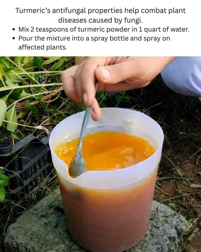 DIY Turmeric Spray για την καταπολέμηση των μύκων των φυτών. Κάντε το δικό σας αντιμυκητιασικό σπρέι φυτών με κουρκούμη. Ιδανικό για τους οικολογικούς κηπουρούς