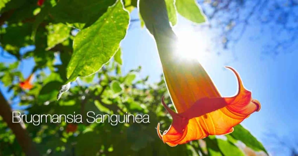 Ανθοφορία Brugmansia sanguinea (Red Angels Trumpet)