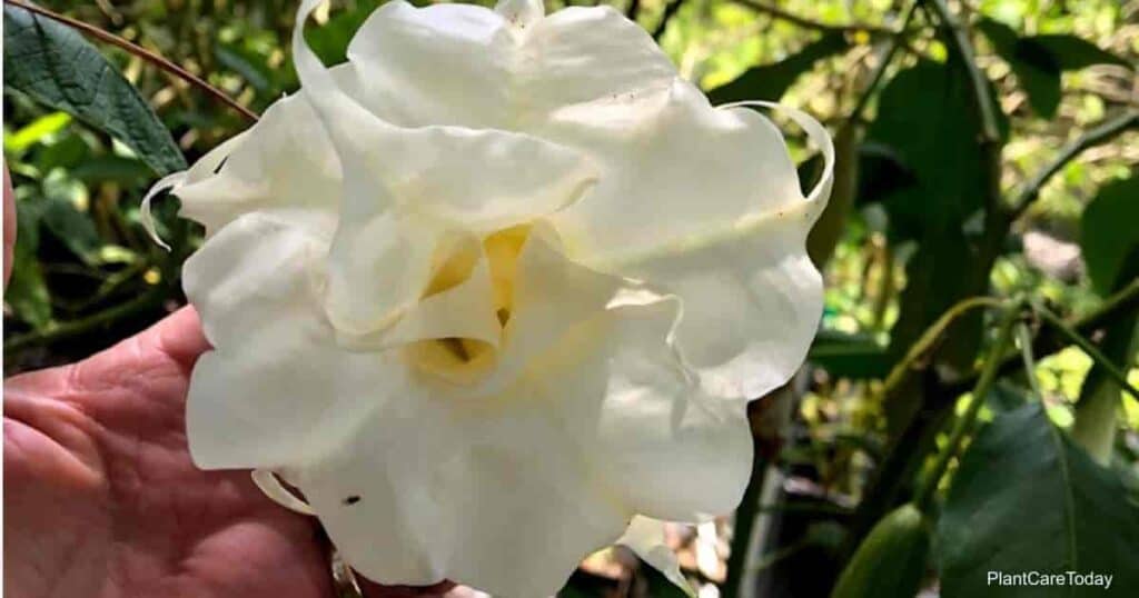 Διπλό λευκό λουλούδι Brugmansia