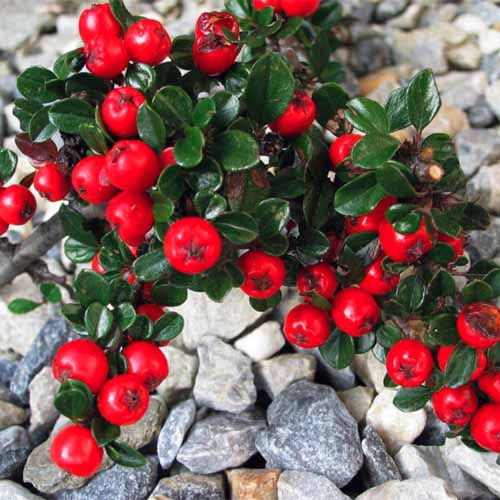 Μια κοντινή τετραγωνική εικόνα του C. apiculatus aka cranberry cotoneaster που αναπτύσσεται σε μια βραχώδη θέση στον κήπο.