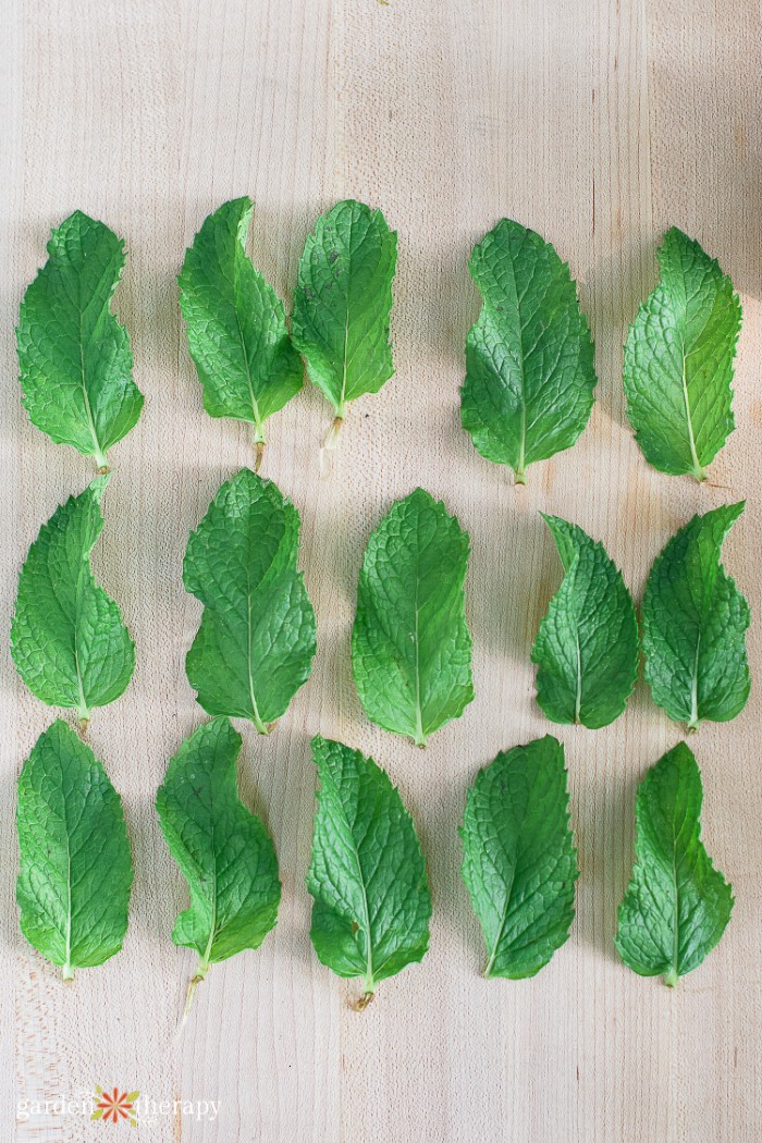Φύλλα από ένα φυτό μέντα mojito