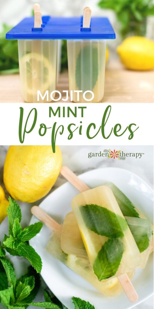 Mojito Popsicles φτιαγμένα με φυτό λεμονιού και Mojito.