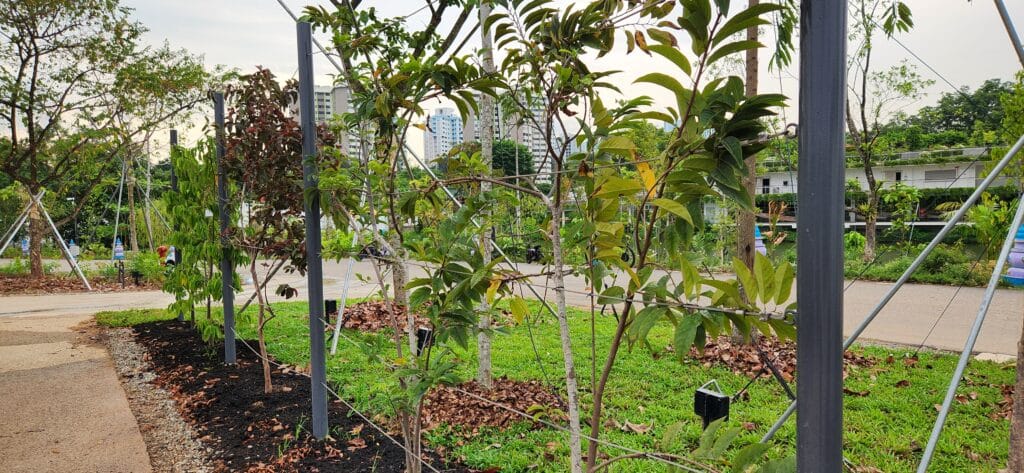 Τροφίμων Δάσος Jurong Lake Garden