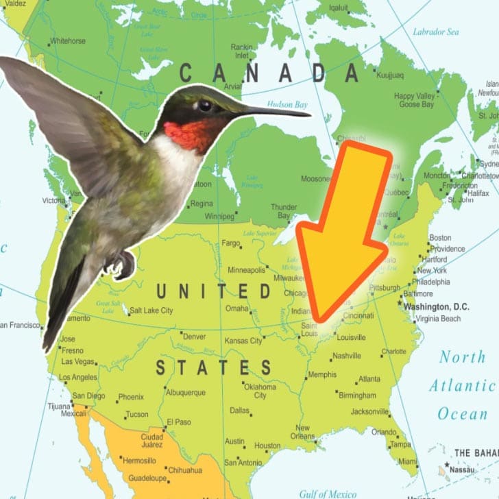 Hummingbird και χάρτης της Βόρειας Αμερικής.