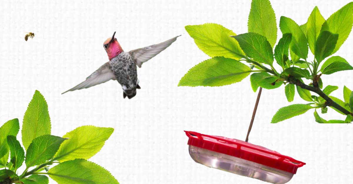 Hummingbird αποφεύγοντας τροφοδότη νερού ζάχαρης