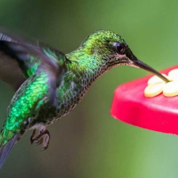 Hummingbird στο Feeder