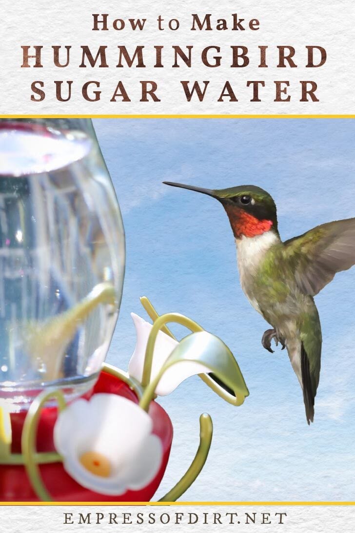 Το Ruby-throated κολίβριο που πετάει προς τον τροφοδότη νερού ζάχαρης.