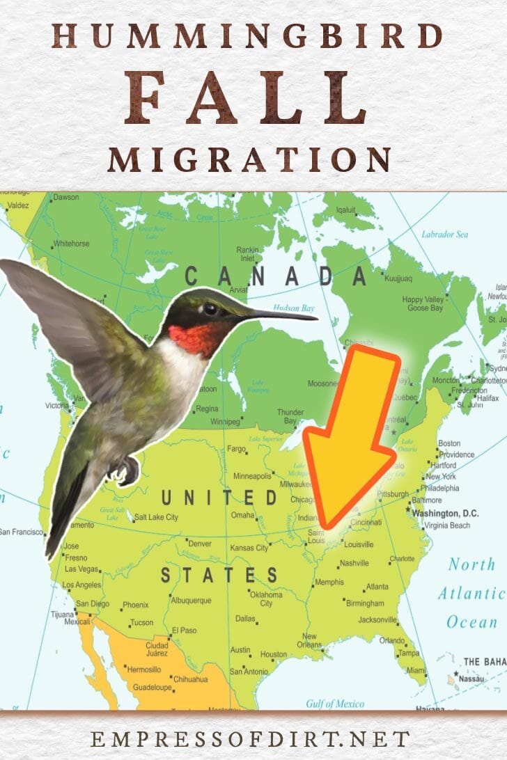 Hummingbird και χάρτης της Βόρειας Αμερικής.