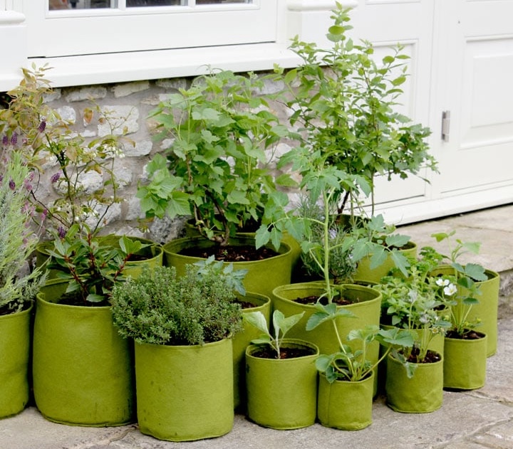 Pots Plant Plant Figric