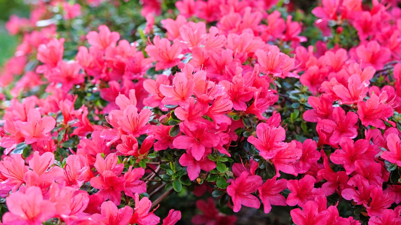 Τα ζωντανά άνθη Magenta-Pink καλύπτουν τον συμπαγή θάμνο, σε αντίθεση με τα μικρά, γυαλιστερά πράσινα φύλλα του.