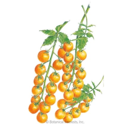 Sun Gold Pole Cherry Domato Seeds
