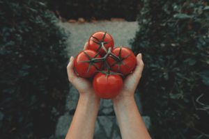 Γυναίκα κηπουρός που κρατάει κόκκινες ντομάτες σε αμπέλου