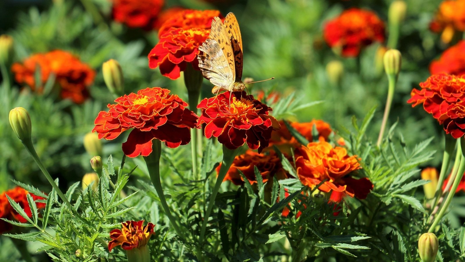 Το Brown Butterfly με φτερά με μοτίβο στηρίζεται σε λουλούδια πορτοκαλί και κόκκινα λουλούδια που περιβάλλεται από σκούρο πράσινο φύλλωμα.