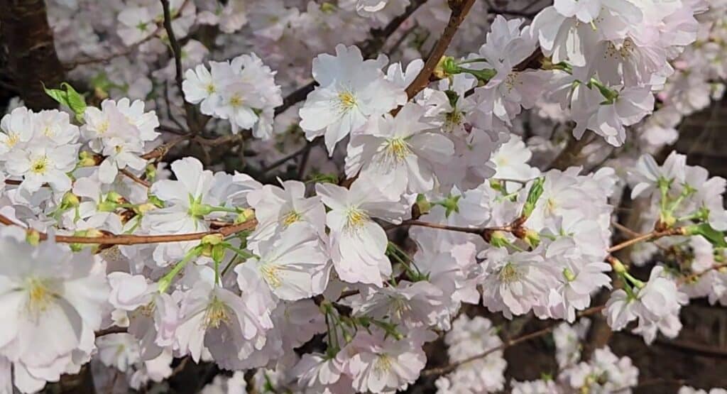 2024 Gardens Sakura από τον κόλπο