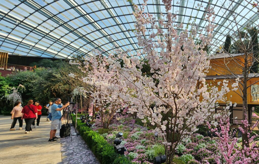 Sakura 2024 στους κήπους από τον κόλπο