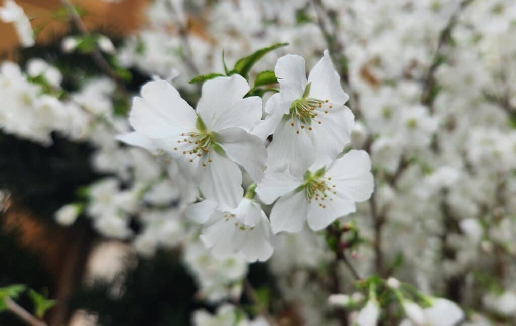 Sakura Gardens από τον κόλπο
