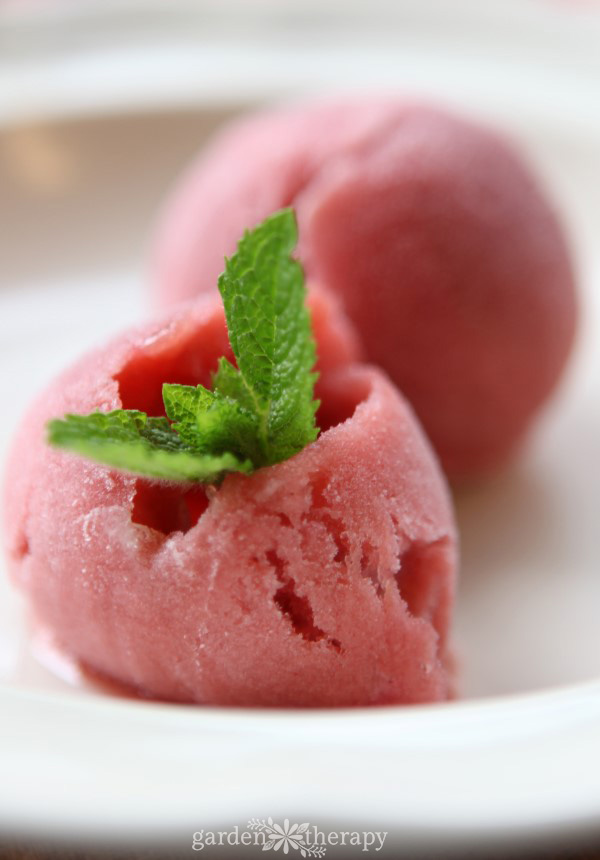 Rhubarb sorbet με μέντα κήπου-φρέσκα