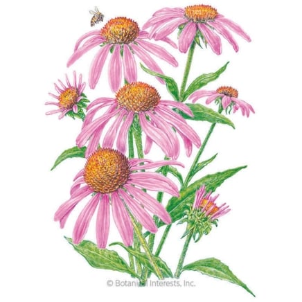 Μωβ Coneflower Echinacea Seeds
