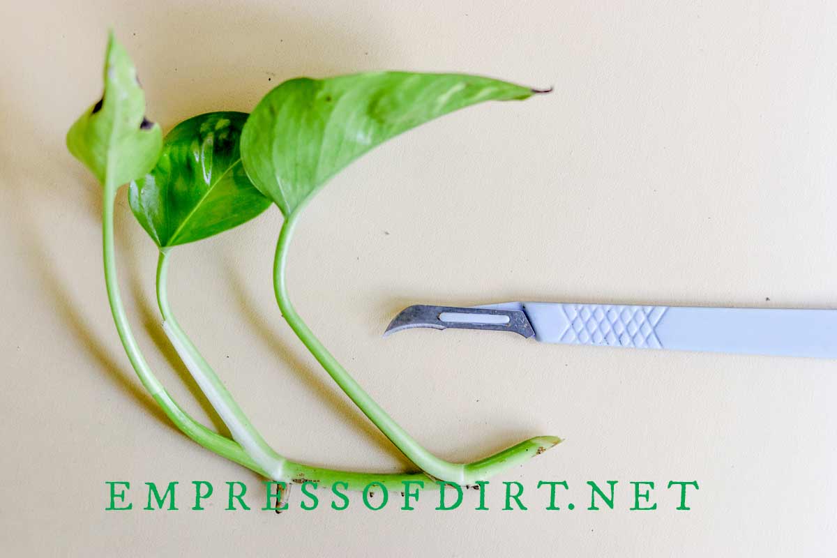 Το νυστέρι με κοπή pothos.