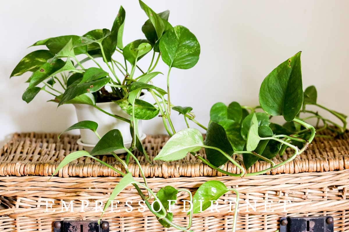 Αμπέλι Pothos που αναπτύσσεται σε καλάθι με ψάθινα. 