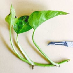 Το Pothos κοπεί έτοιμο για ριζοβολία.