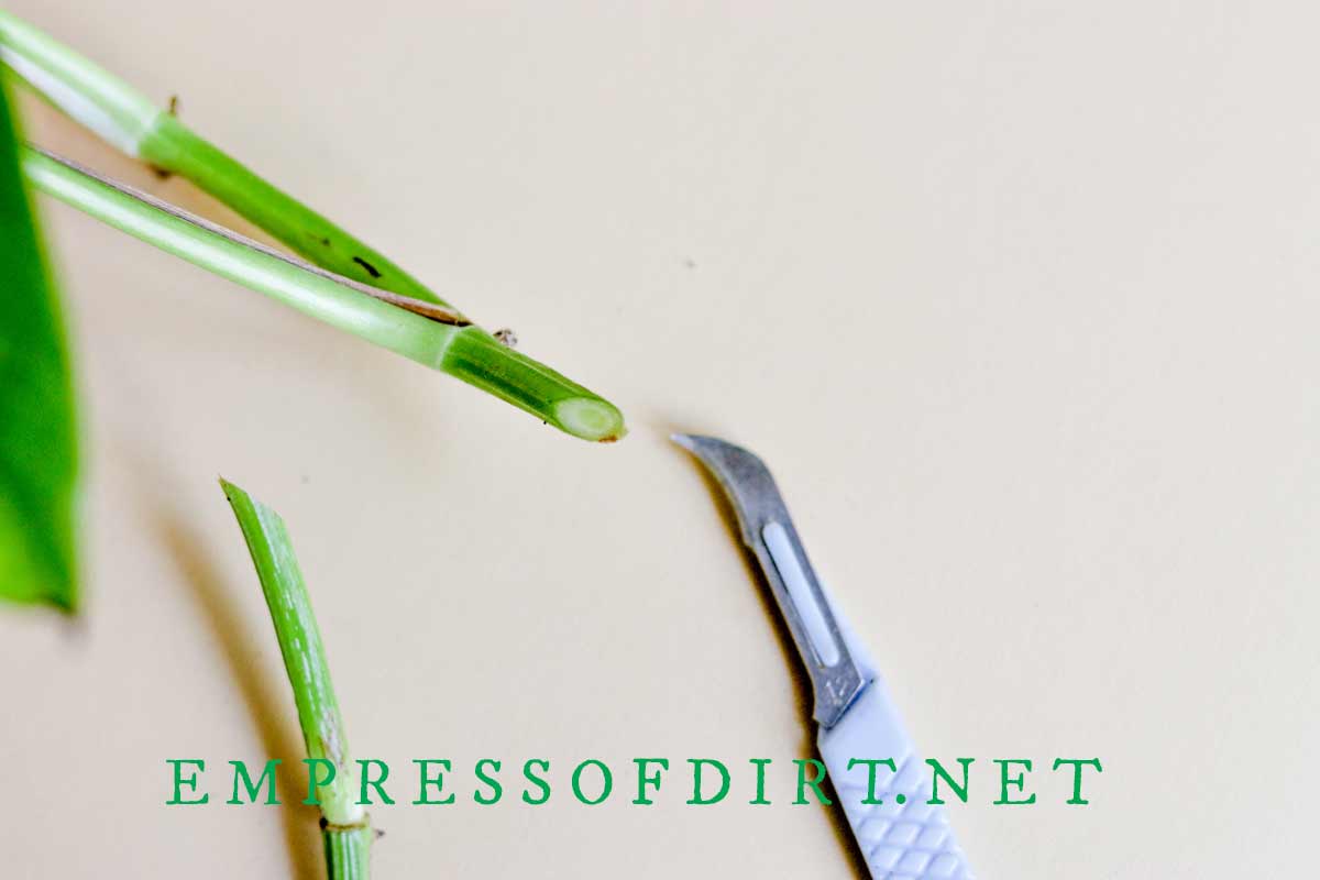 Pothos με κοπή γωνίας 45 μοιρών.