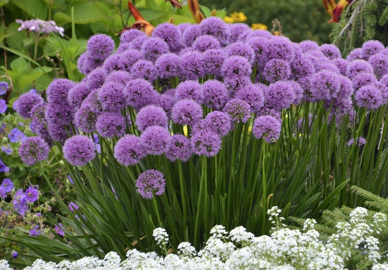 Allium 'millenium' από T & M