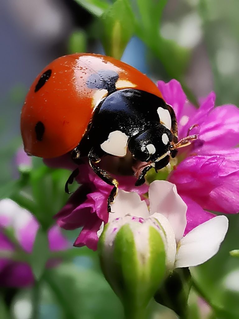 Ladybug στα λουλούδια