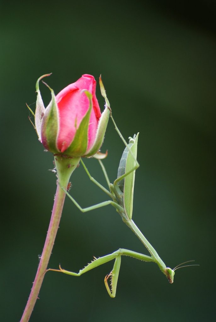 Προσευχή Mantis στο Rose