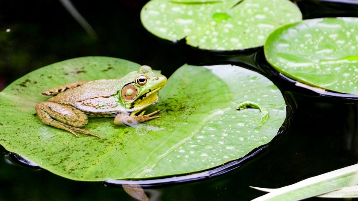 Ο βάτραχος επιπλέει στο Lily Pad στο Garden Pond.