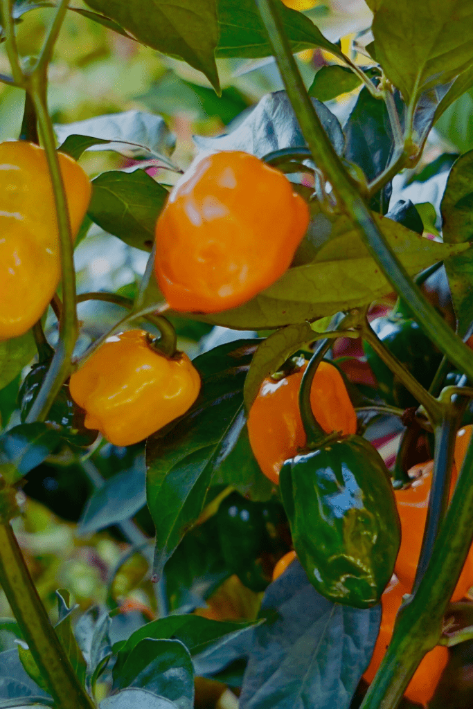 πορτοκαλί και πράσινο habaneros