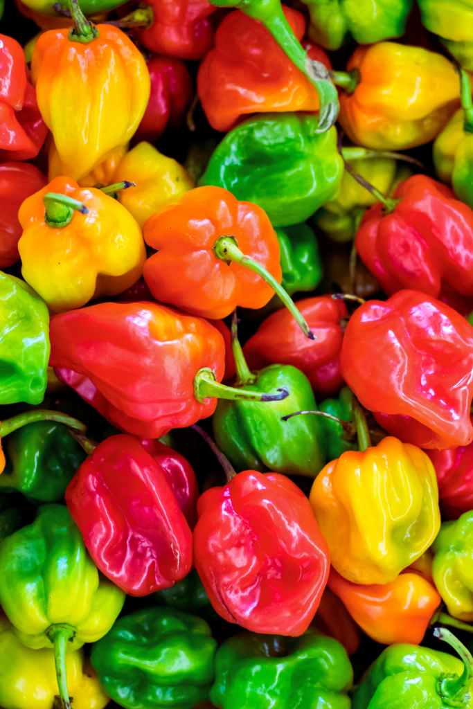 φωτεινές πιπεριές habaneros