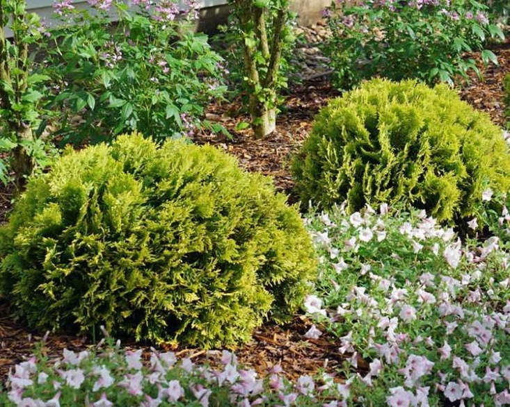 Φωτογραφία μέσω Bluestone Perennials.