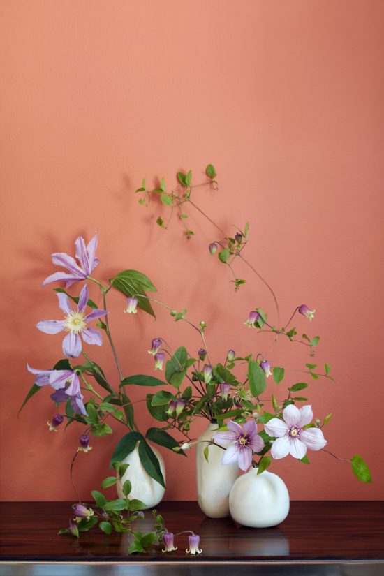 Διάταξη αμπέλων clematis σε βάζα