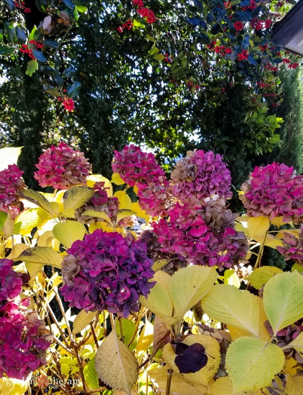 Hydrangea και Holly