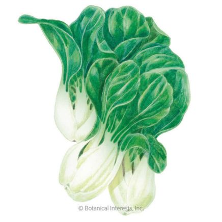 Baby Choi Bok Choy
