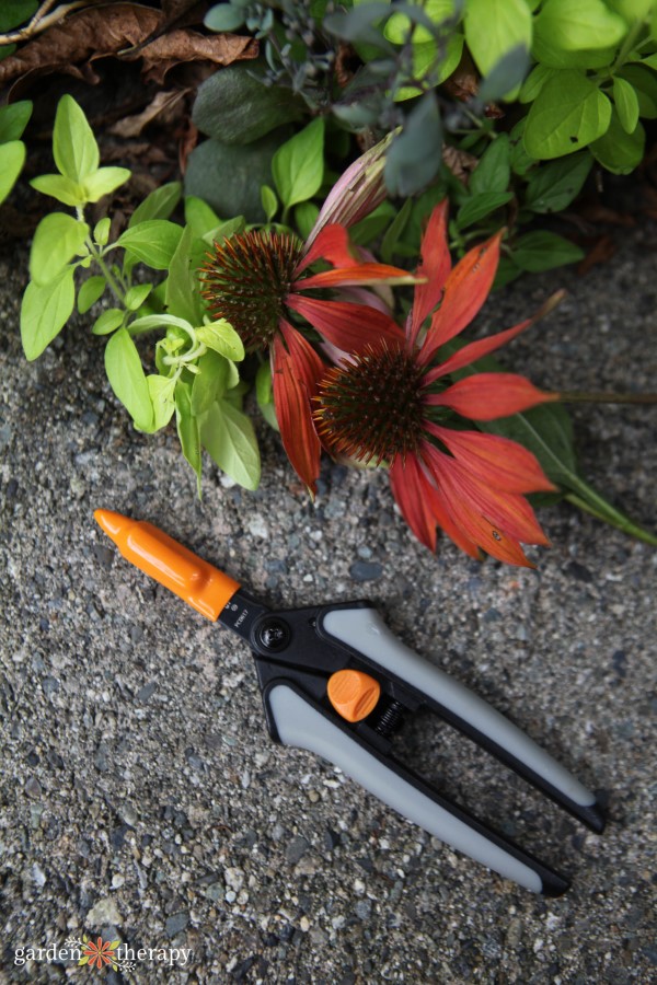 Τα snips deadheading χρησιμοποιούνται για να κλέψουν τα κεφάλια του Coneflower