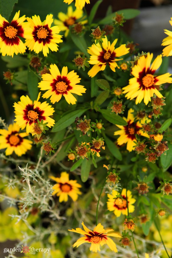 Deadheading Coreopsis