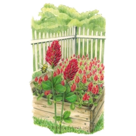 Crimson Clover κάλυψη σπόρων καλλιεργειών