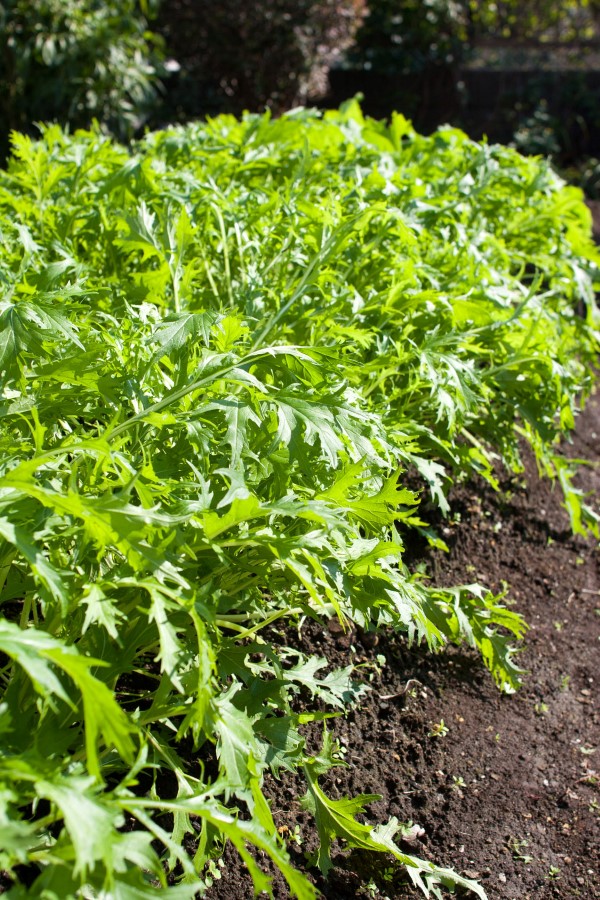 Brassica Rapa Nipposinica επίσης γνωστή ως Mizuna ή Kyona