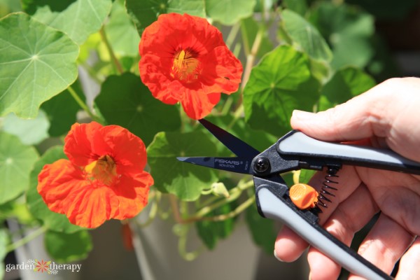 Η συγκομιδή φύλλα nasturtium με ένα ζευγάρι snips pruner