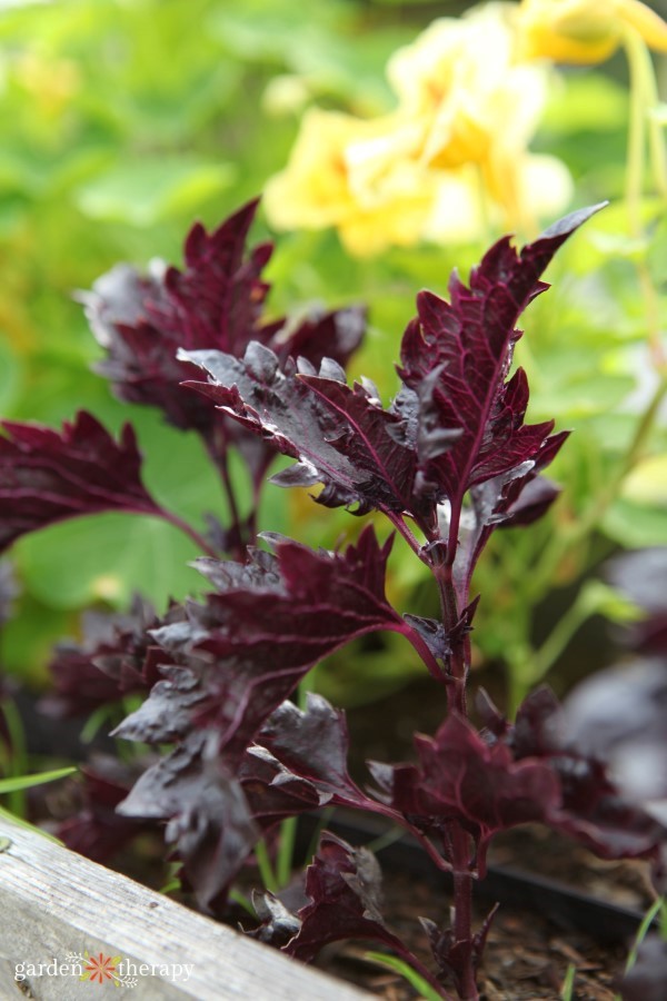 Purple Ruffles Basil