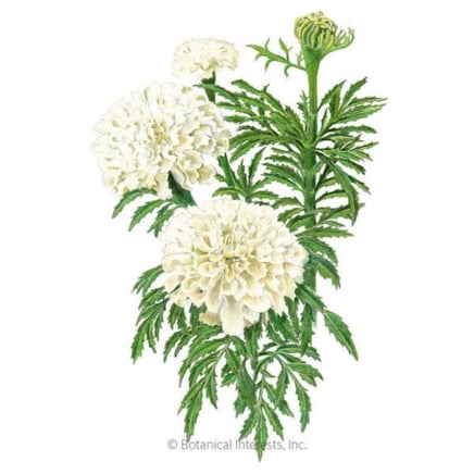 Κιλιμάντζαρο Λευκοί σπόροι Marigold