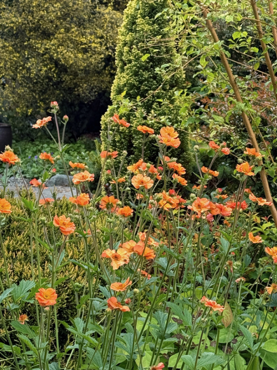 Geum 'Totly Tangerine'