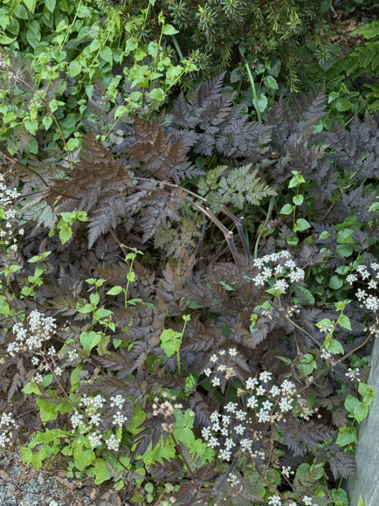 Anthriscus Sylvestris 'Ravenswing'