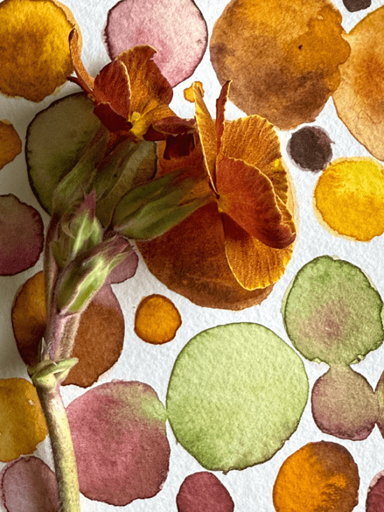 Barnhaven 'Spice Shades' Primrose Copyright Lorene Edwards Forkner
