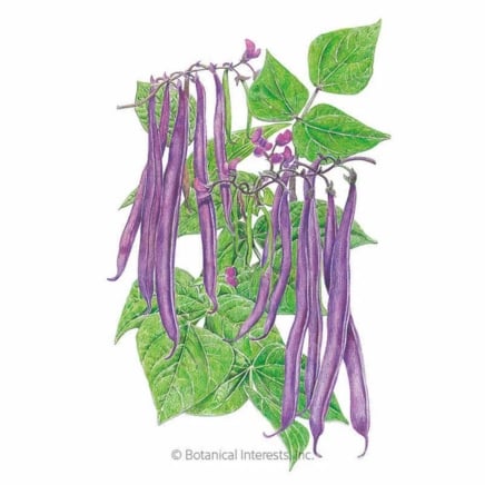 Βασιλικός Burgundy Bush Bean Seeds