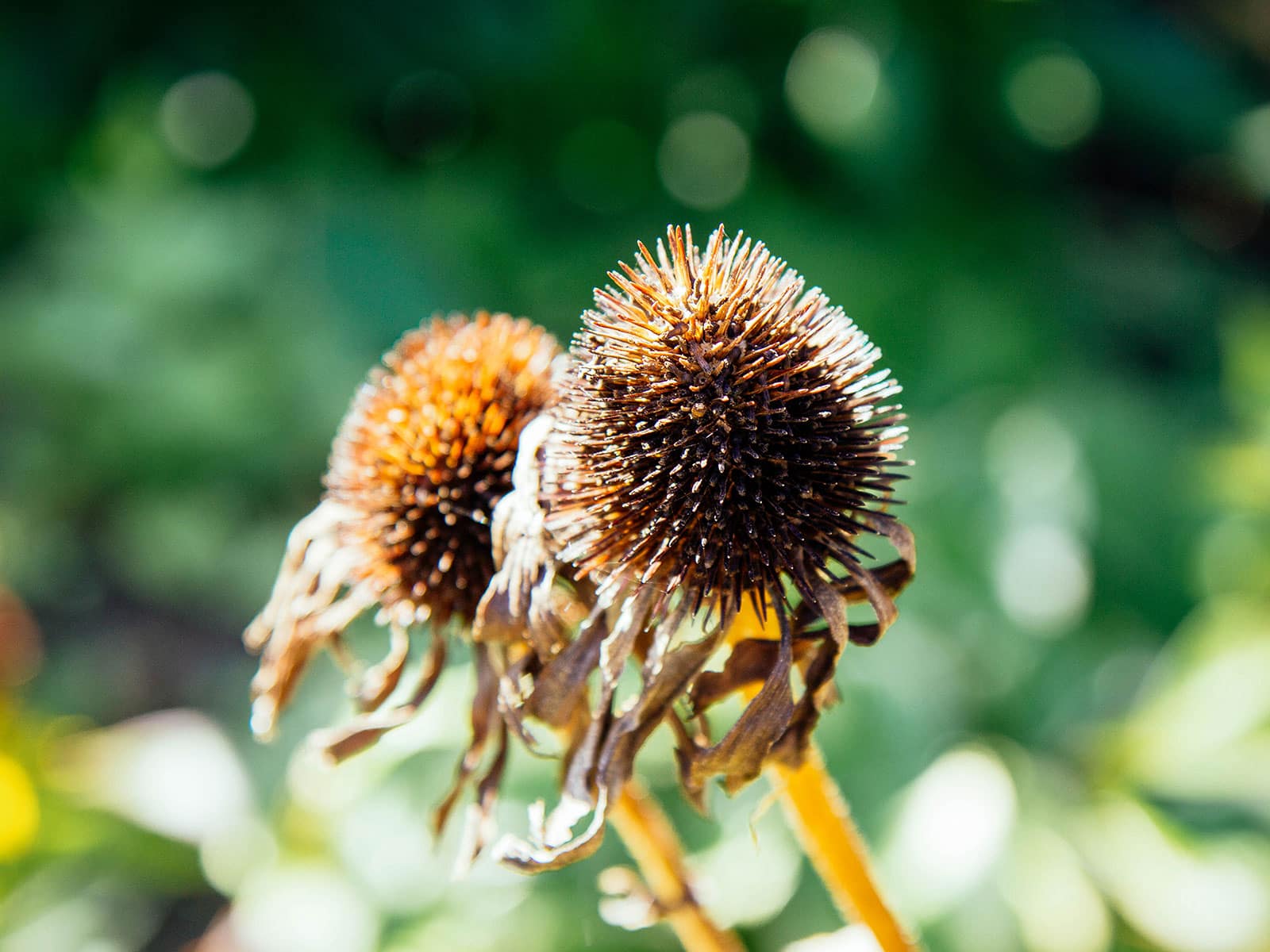 Οι αποξηραμένες κεφαλές σπόρων σε ένα coneflower (Echinacea)